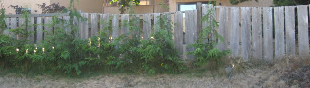 fence.2.jpg